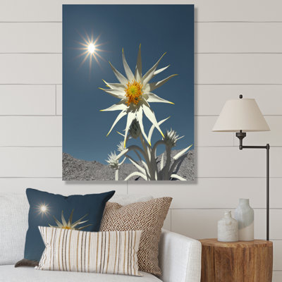 «Blossoming Edelweiss Flower Under Sun», reproduction sur toile