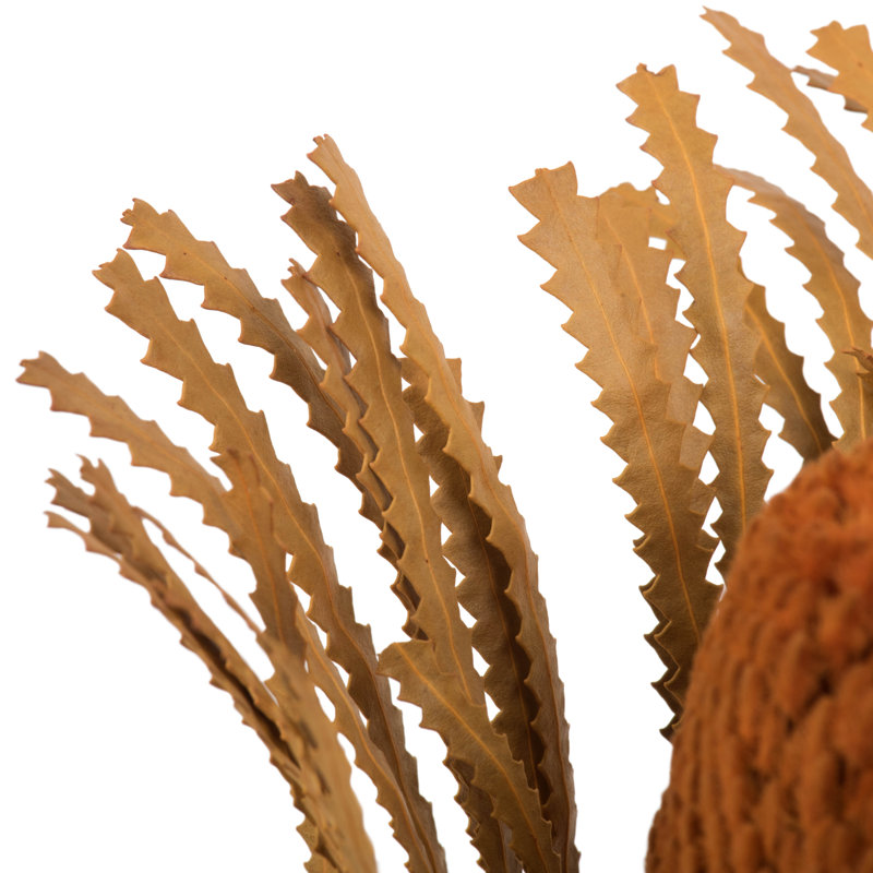 Tige de Banksia