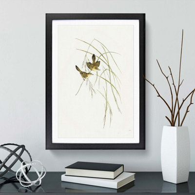 Lineated Warbler by Elizabeth Gould - Picture Frame Painting Print