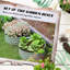 Planter-85766472