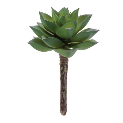 Plante grasse