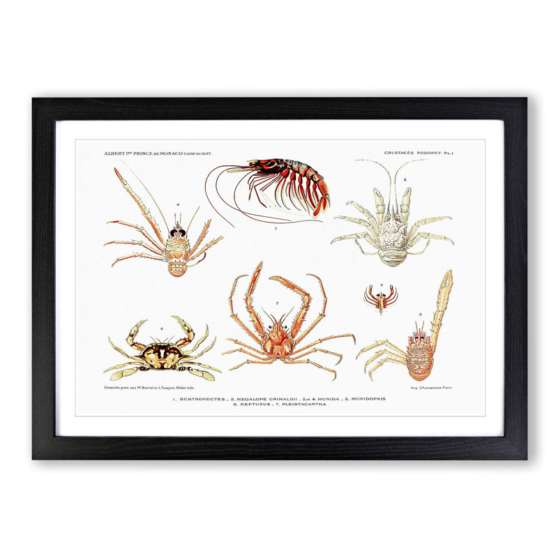 Crabs & Shrimps by Albert I - Picture Frame Painting Print, Black Framed, 27cm H x 36cm W x 2cm D