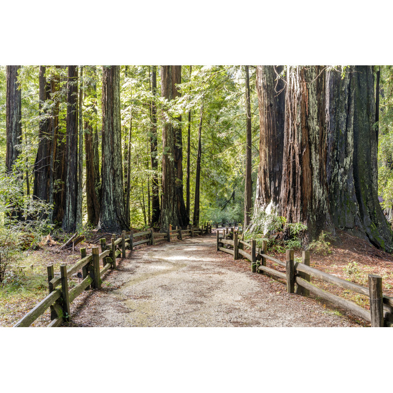 " Old Coast Redwoods ", 20" H x 30" W  
