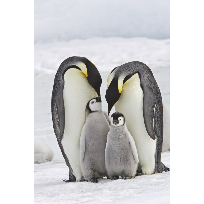 Huttonsville Emperor Penguins - Wrapped Canvas Print, 76cm H x 51cm W x 3.8cm D