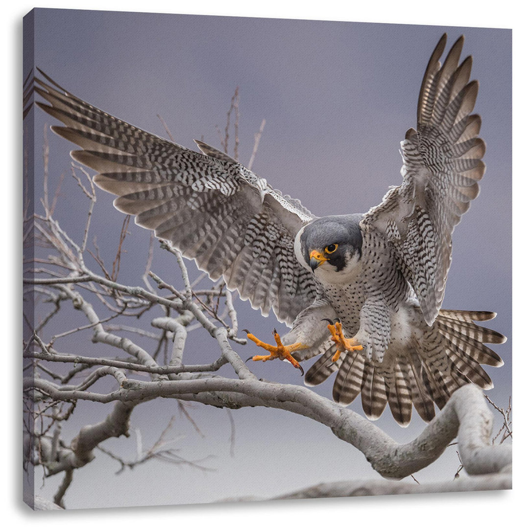 Leinwandbild Falcon Landing on Bare Branch