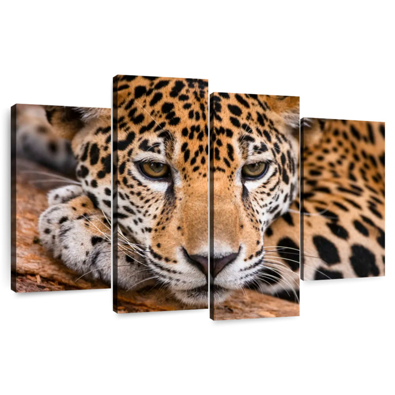 Brampt Jaguar In Belize, 27" H x 43" W