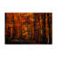 « forest densation », reproduction de photo sur toile tendue-312923598