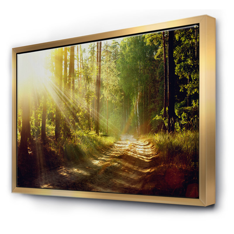 Sun Rays in Misty Old Forest - reproduction de photo sur toile, H 30 po x l 40 po x 1,5 po, Toile encadrée d'or