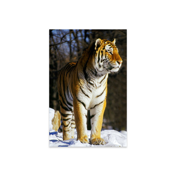 Dakota Fields Tiger On Plastic/Acrylic Print | Wayfair