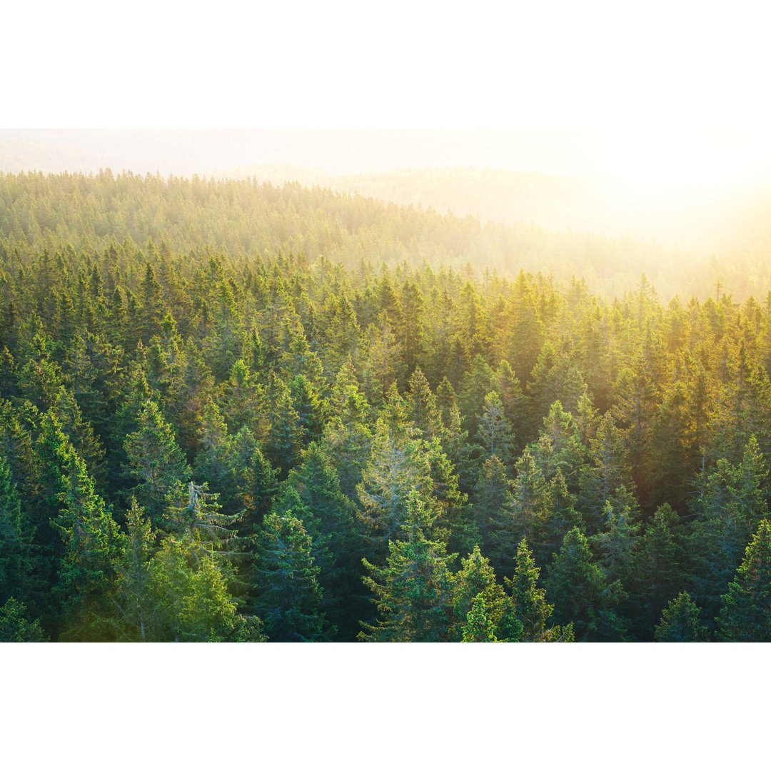 Geräumiger Kiefernwald bei Sonnenaufgang von Borchee - Leinwanddrucke