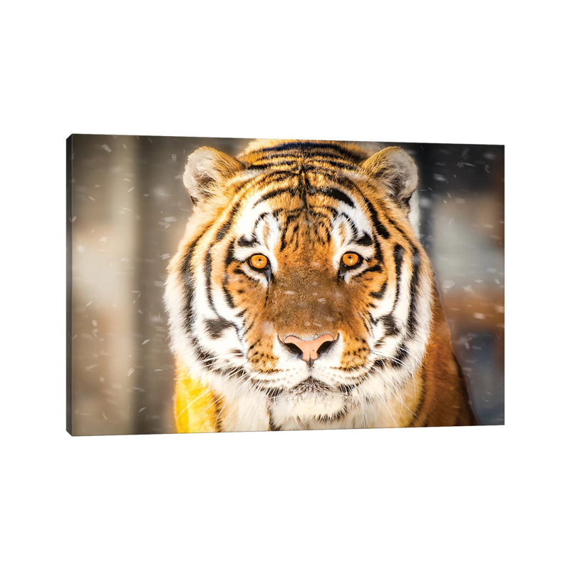 Approaching Tiger in Winter Close up 1 Piece Wrapped Canvas Wall Art, 30.48 cm H x 45.72 cm W