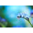 Forget Me Not Flower by Borchee - Wrapped Canvas Print-1428597513