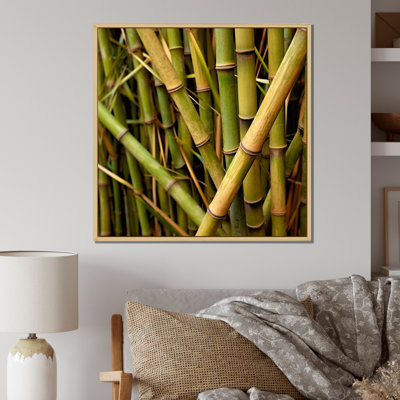 " Bamboo Field Close Up "