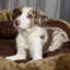 Cub Polyester Pet Bed-890635941