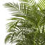 Areca Palm Tree in Pot-514756378