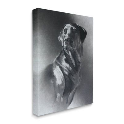 Gris anthracite, portrait de chien Labrador