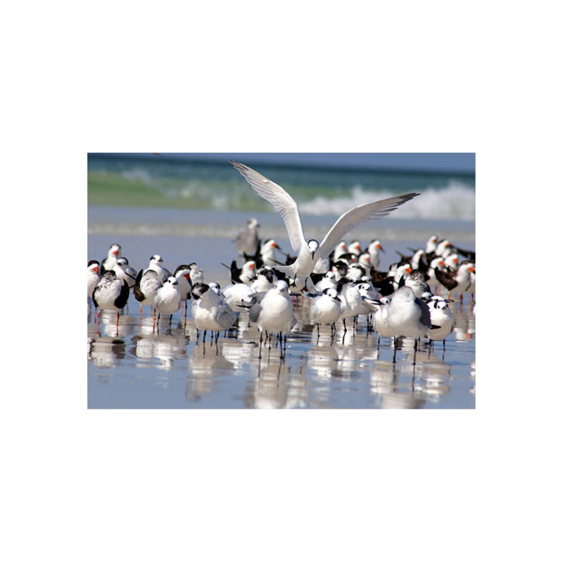 Flock Of Birds Print by Sofia Fox, 40" H x 60" W , Matte