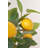 47'' Faux Lemon Tree in Pot