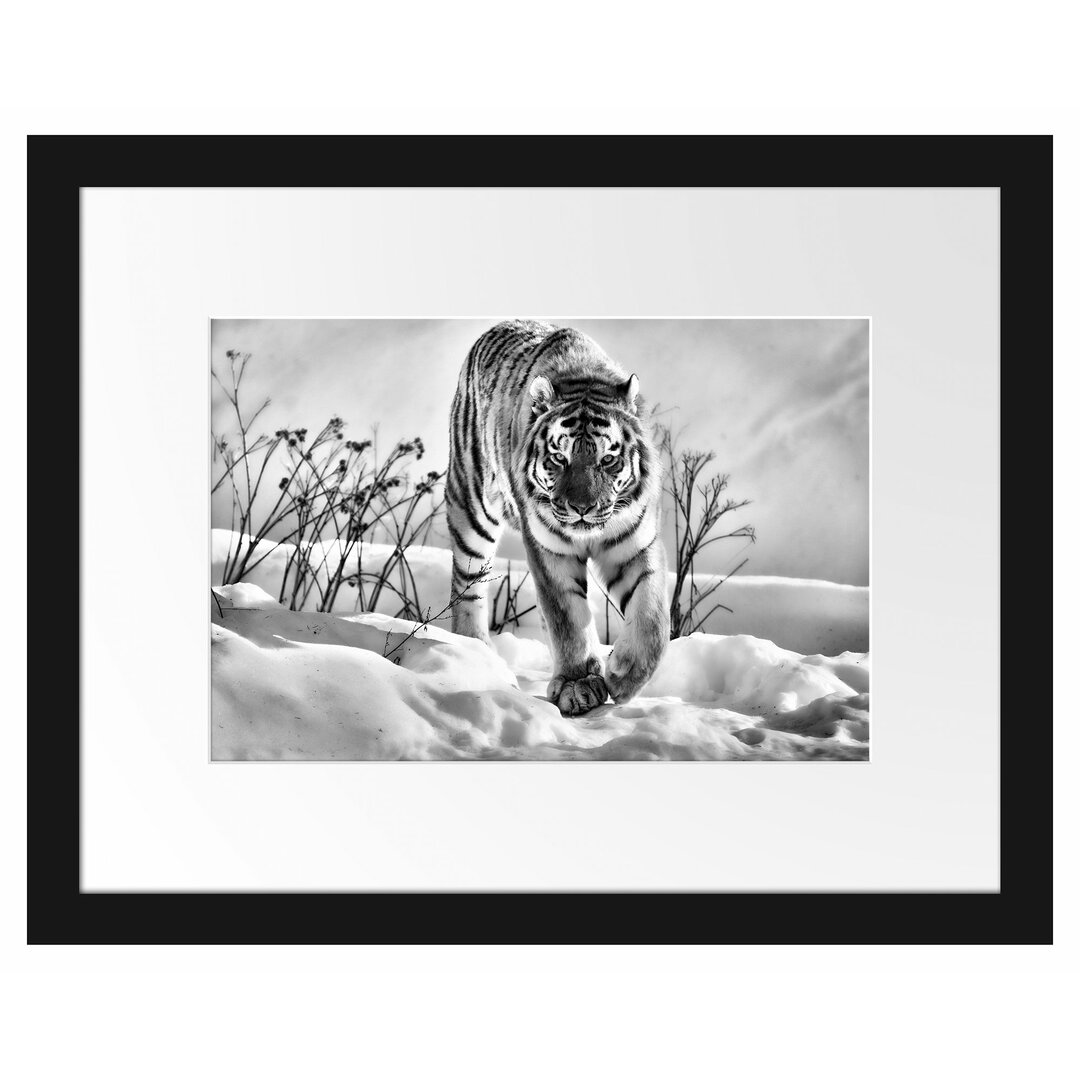 Gerahmtes Poster Tiger, Schnee