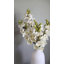 Cream Cymbidium Orchid 33"-1398070698