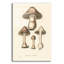  «Agaricus Bullosus» par Art Licensing Studio, art mural en verre acrylique, 16 po x 24 po-1163034847