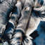 Tapisserie murale Wildlife Koala-133635171