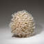 Genuine Birds Nest Coral (2.5 Lbs)