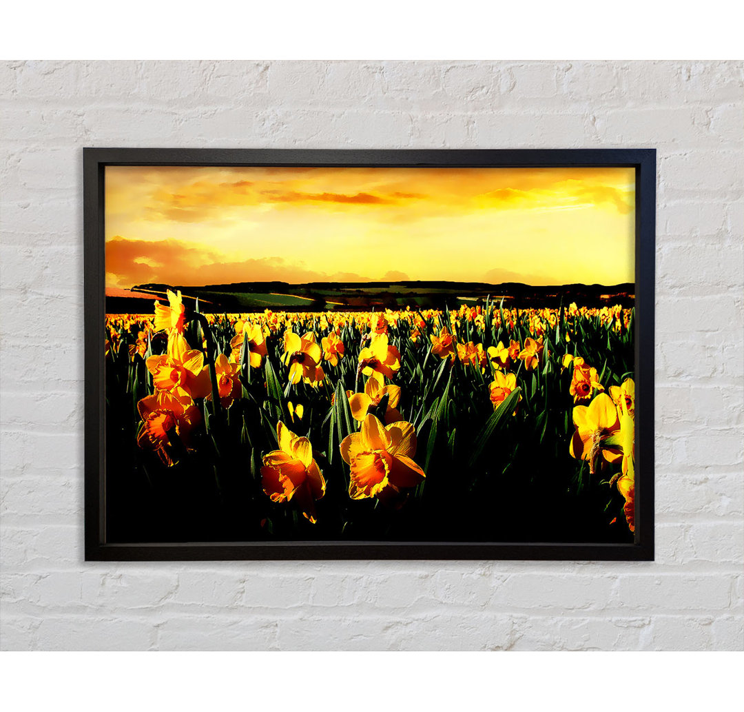 Field Of Golden Daffodils - Einzelner Bilderrahmen Kunstdrucke auf Leinwand