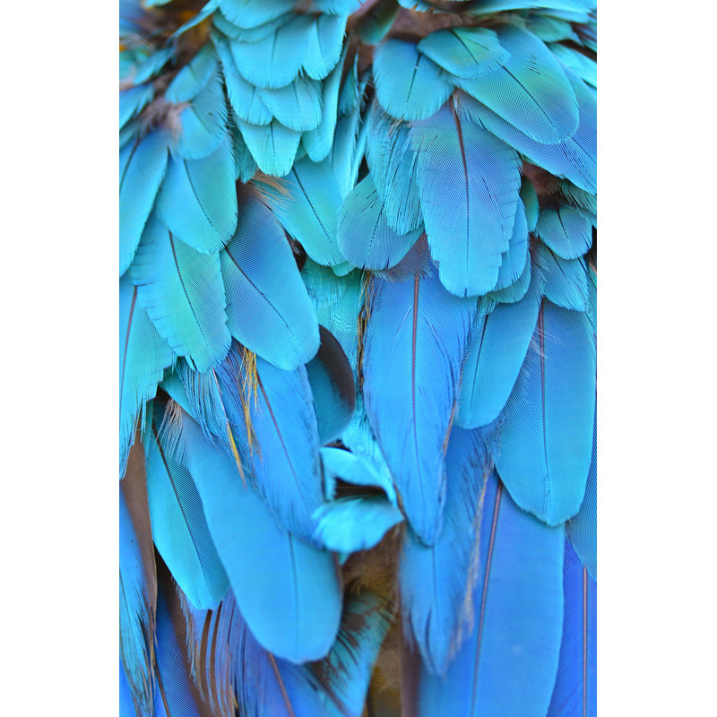 Raegan Colorful Macaw Plumage par - Photographie de toile tendue, H 30 po x l 20 po