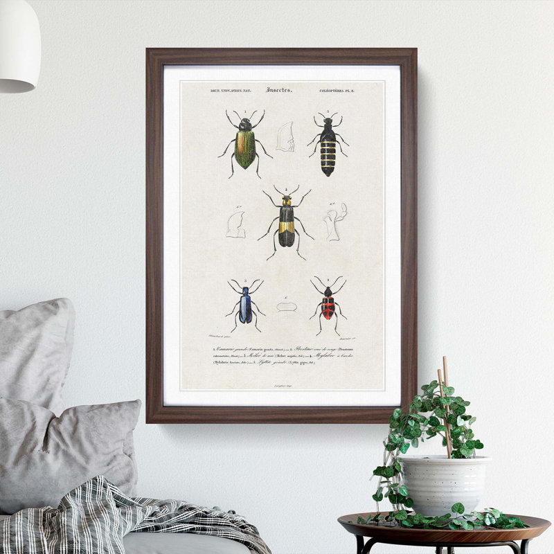 Beetle Illustrations PL.8 by Charles D'Orbigny - Single Picture Frame Print, Walnut Framed, 45cm H x 33cm W x 2cm D