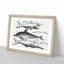 Shark and Dolphins by Thomas Astley - Picture Frame Drawing Print-55619332-55619330