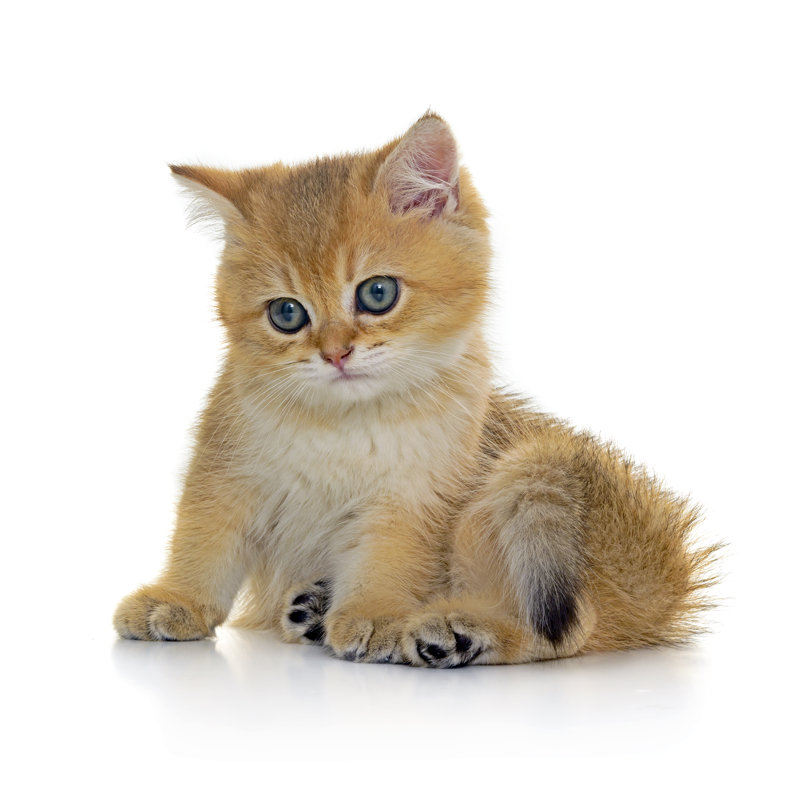 Tabby Kitten by Dem10 - Wrapped Canvas Print, 91cm H x 91cm W
