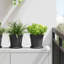 Round Flower Tray 6 Pcs Diameter 14 X 2 Cm Plastic-1479779316