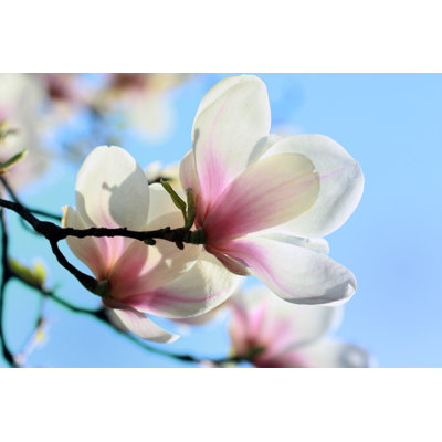 Delicate Magnolia by Narcisa