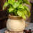 Louna Pot Planter-706238258-706238259