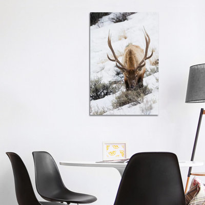Rocky Mountain bull elk, winter survival 1 Piece Wrapped Canvas Wall Art