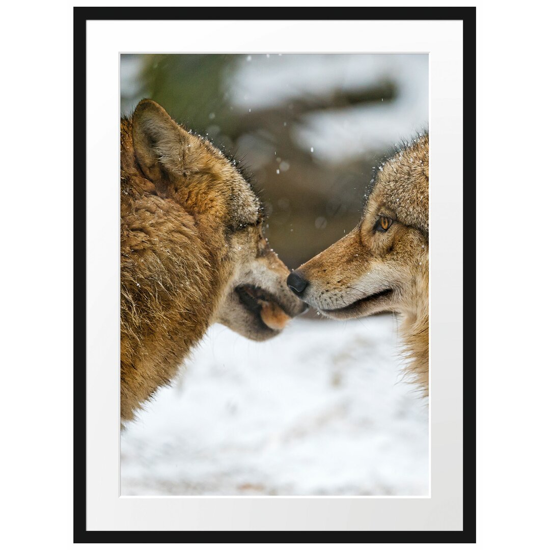 Gerahmtes Poster Liebevolle Wölfe im Schnee