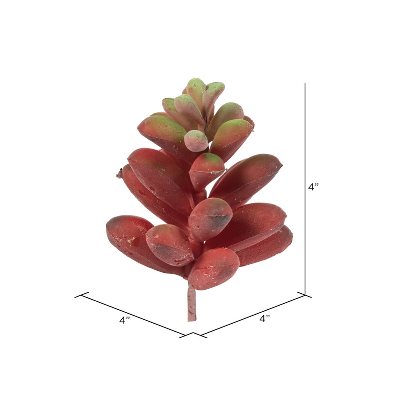 Plante grasse