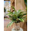 Rockwood Faux Plant in Glass Vase