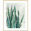 «Reaching Snake Plant» par PI Studio, reproduction d'art encadrée en bois-109724748