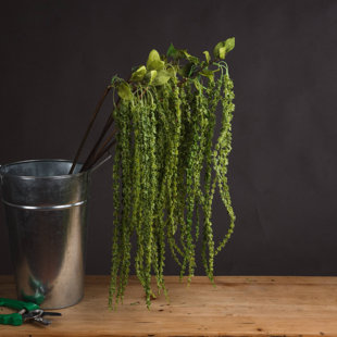Amaranthus Arrangement (Set of 3)