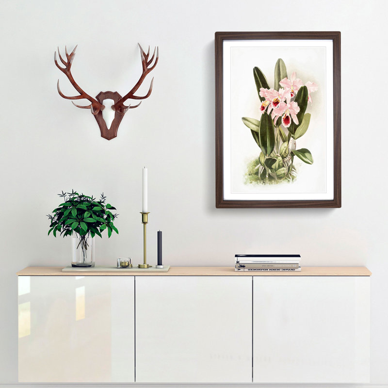 Magnolia Flowers Illustration Tab. 2 by Frederick Sander - Picture Frame Painting Print, 76cm H x 50cm W x 2cm D, Walnut
