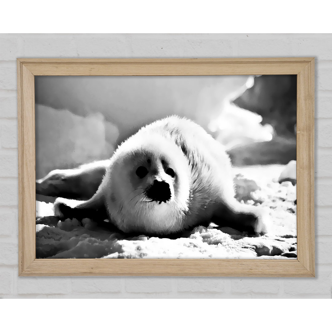 Gerahmtes Poster Seal Pup