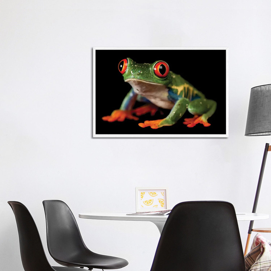 A Red-Eyed Tree Frog At The Sunset Zoo In Manhattan, KS. von Joel Sartore - Gallery-Wrapped Canvas Giclée on Canvas