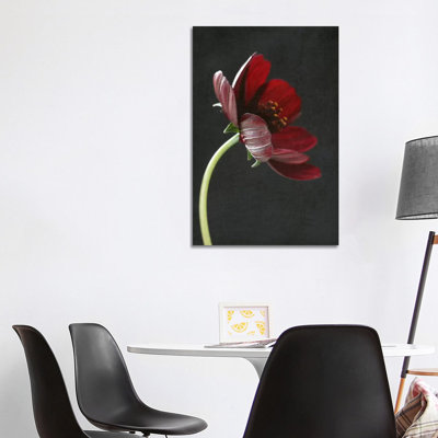 Chocolate Cosmos Flower I by Alyson Fennell - Wrapped Canvas Print