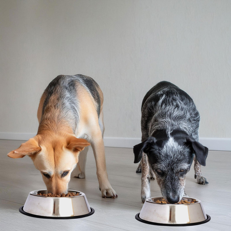 Stainless Steel Non-Skid Pet Bowl Set with Rubber Base