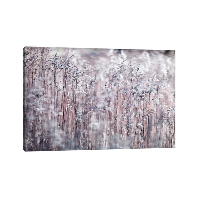 Cotton Tops 1 Piece Wrapped Canvas Wall Art, 66.04 cm H x 45.72 cm W x 3.175 cm D