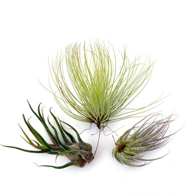 Air Plant Bundle EHLANPRU 3PK 3"-4"