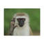 No Frame Print on Canvas-323896259
