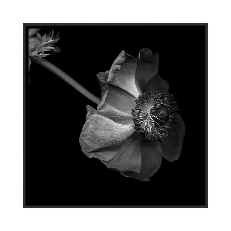 « anemone, b&w » par magda indigo, impression sur toile, H 18 po x l 18 po x P 1,5 po, Toile avec cadre flottant noir